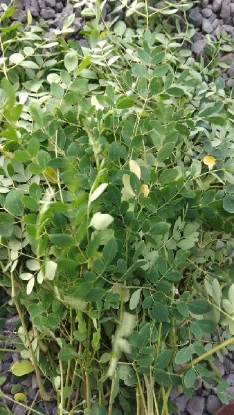 moringa leaves