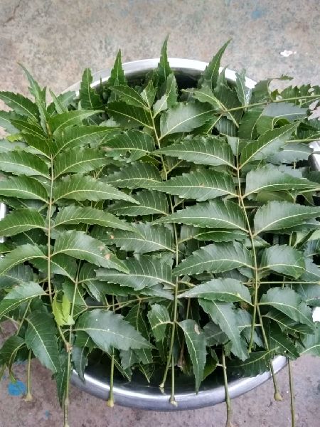 Neem Leaves