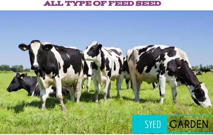 Cattle Feed Seed