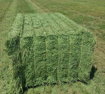 Natural Alfalfa Hay, for Cattle Feed, Rabbit, Packaging Size : 0-25Kg, 25-50Kg