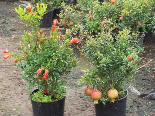 Pomegranate Plant, Feature : Fast Growth