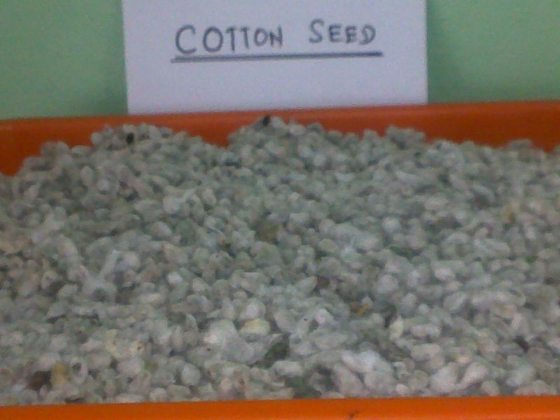 GMO cotton seeds, for Cattle