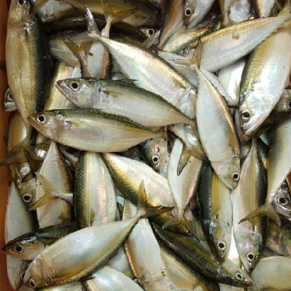 Indian Mackerel Fish, Feature : Healthy