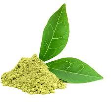 Gymnema Sylvestre Extract Powder