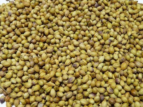 Common Ethiopia Coriander Seeds, for Agriculture, Cooking, Food