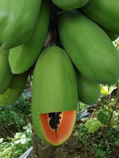 Calina ipb9 papaya seed, Purity : 100 % Pure