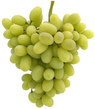 Fresh Grapes