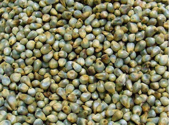Pearl Millet Seed, Purity : 100%