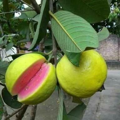 Organic Guava Plant, Feature : Disease Free, Fast Growth, High Yield