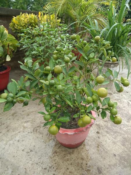 Organic Nimbu Plant, for Culinary Non-culinary Purposes, Variety : Hybrid