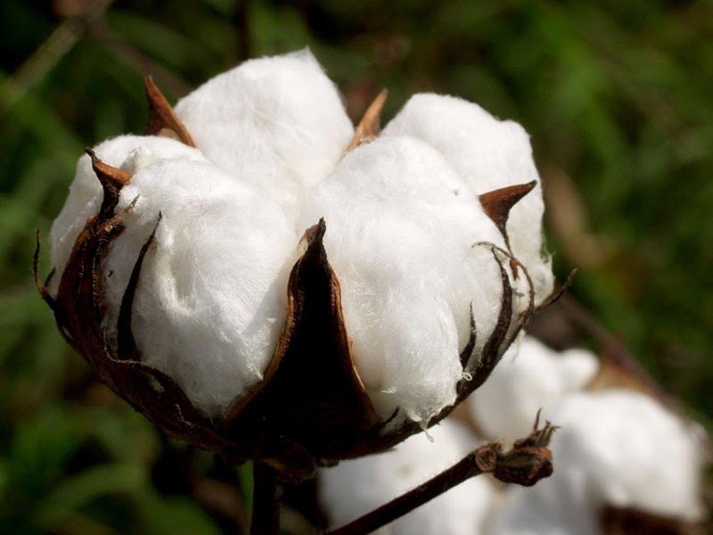 Raw Cotton Bale