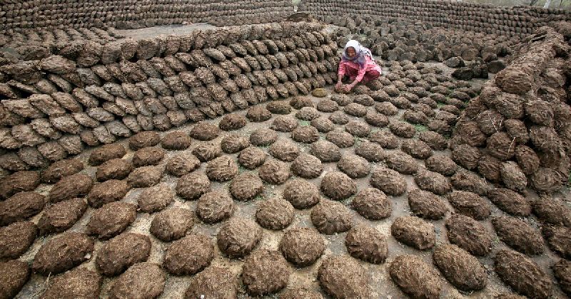 cow dung cake