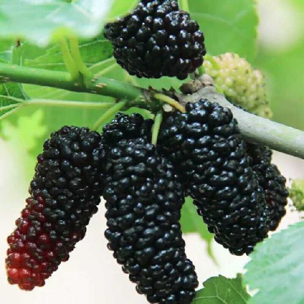 Fresh Mulberry