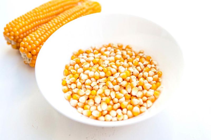 Feed Grade Yellow Corn / Human Grade Yellow Corn Grains