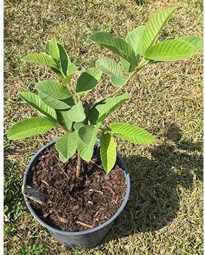 Guava plants, for Garden, Feature : Fresh