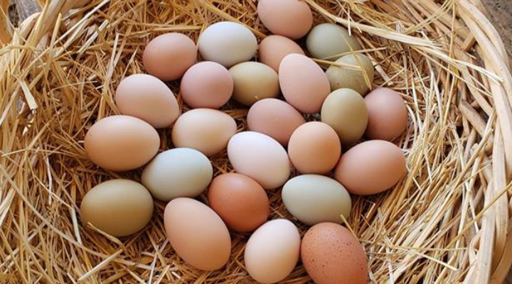 Hen Eggs, Packaging Type : Paper Tray