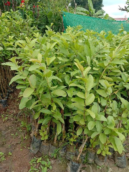 Organic guava plant, Feature : Fast growth, High Yield, Long Life