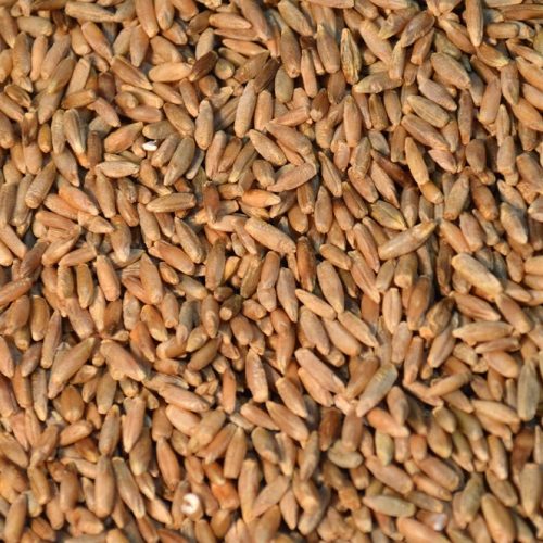 Rye Seeds, for Bakery Products, Packaging Size : 25-50kg