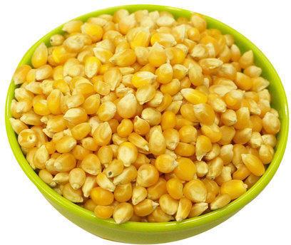 Organic Yellow Corn Seeds, Packaging Type : PP Bag