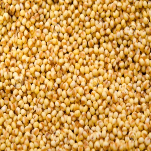 Common Natural foxtail millets, for Cattle Feed, Cooking, Style : SEEDS