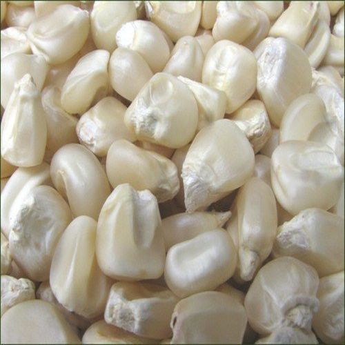 White maize, for Human Food, Style : Dried