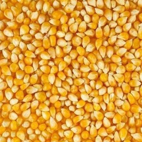 Yellow Maize Seeds