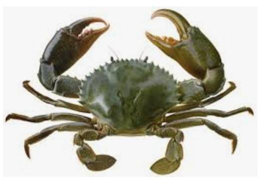 Live Green Mud Crab, for Human Consumption, Feature : Good Protein