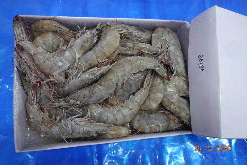 Headless Frozen Vannamei Shrimps
