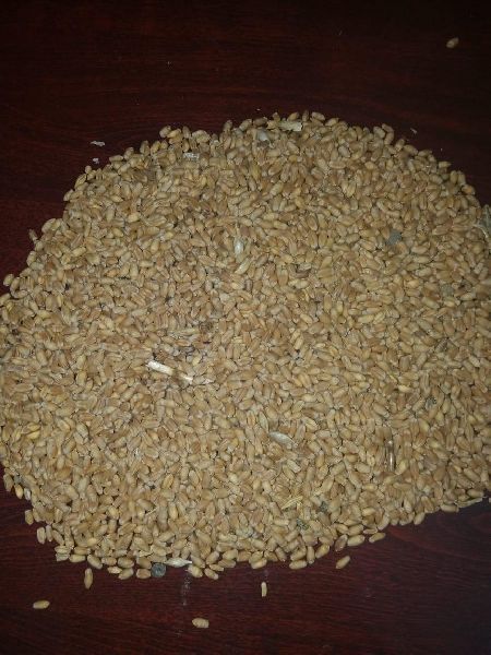 Natural wheat, Packaging Type : Jute Bag