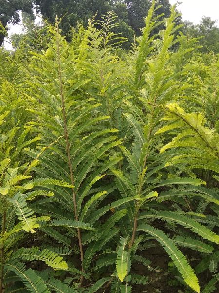 Amla Plant