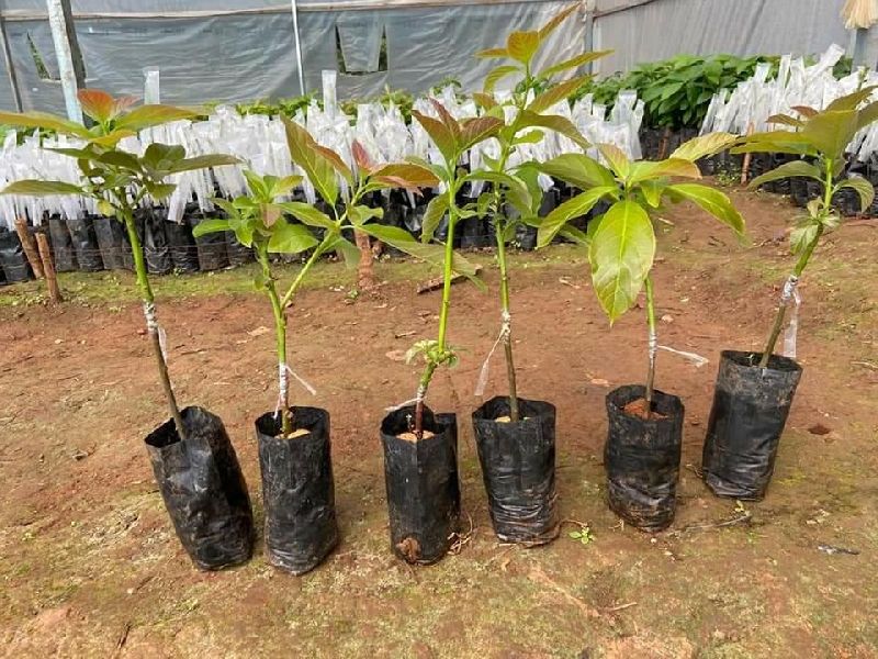 avocado plant