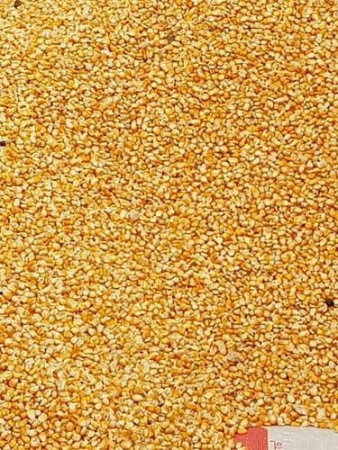 Yellow maize grains (corn)
