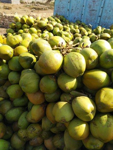Soft Common green coconut, for Medicines, Pooja