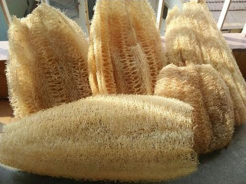 Matin Impex Natural Raw Loofah Sponge, for Personal, Color : Light Brown