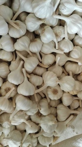 Fresh Garlic Bulb, for Cooking, Fast Food, Snacks, Feature : Dairy Free, Gluten Free
