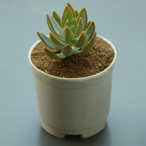 Succulent Plant