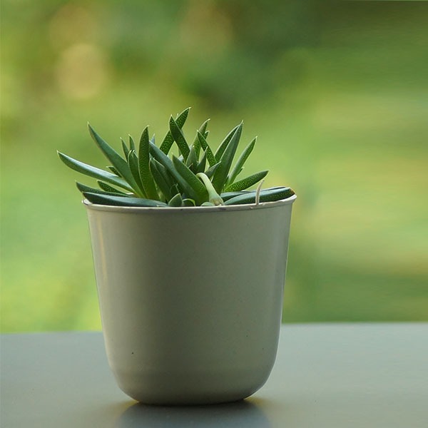 Succulent Plant 1, Color : Green at Rs 50 in Jalandhar - ID: 5693529 ...