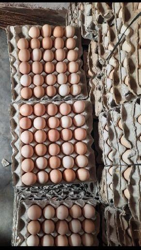 Broiler hatching eggs, Color : Brown