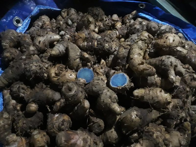 From blood sugar control to weight loss, learn about the benefits of black turmeric