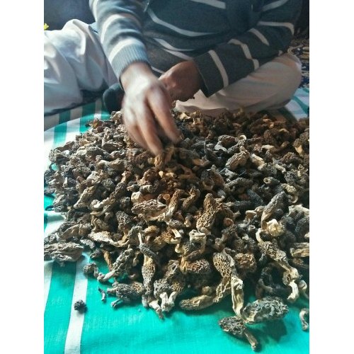 Alamdar Kashmiri Guchhi  Mushrooms