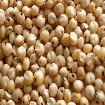 Organic Sorghum Seeds, For Cooking, Feature : Best Quality, Full Of Proteins