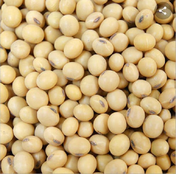 Organic soybean seeds, for Human Consumption, Feature : High Nutritional Value