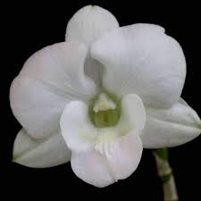 Organic Dendrobium K.White Orchid Plant