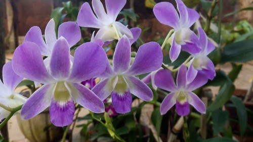 Organic Dendrobium Orchid Flower, for Decorative, Garlands, Vase Displays, Occasion : Making Perfumes