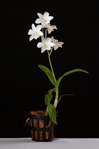 Dendrobium Sonia White Orchid Plant