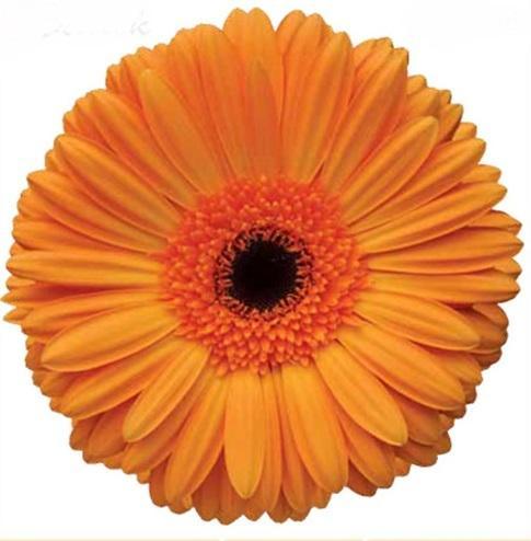 Gerbera Orange Flower, for Decorative, Garlands, Occasion : Birthday, Party, Weddings
