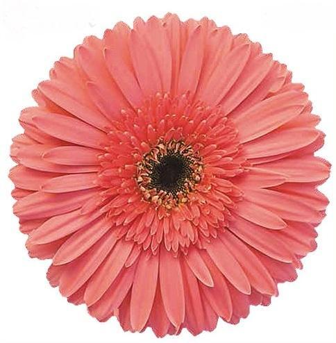 Gerbera Pink Flower, for Decorative, Garlands, Vase Displays, Occasion : Birthday, Party, Weddings