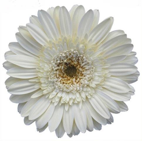 Gerbera White Flower