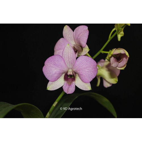 Light Pink Dendrobium Orchid Plant