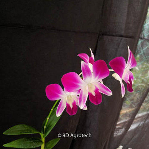 Pink and White Dendrobium Orchid Plant